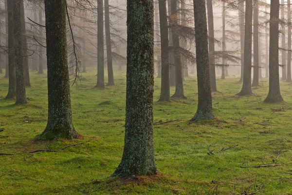 Foresta di larice europea — Foto Stock