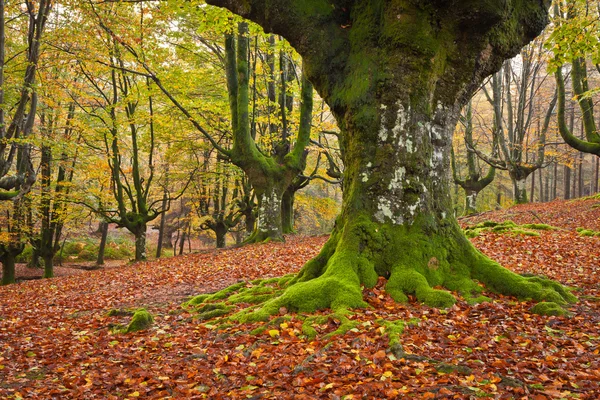 Cadere nella foresta — Foto Stock