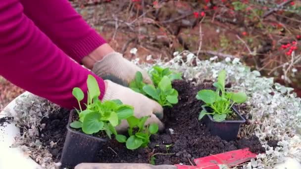 Jardinero plantas flores — Vídeos de Stock