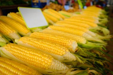 Rows of corn on a cob on a country farmer market