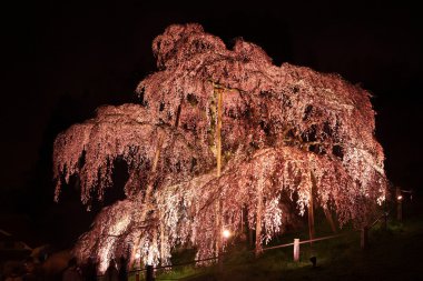 Işıklı kiraz ağacı içinde fukushima, japan