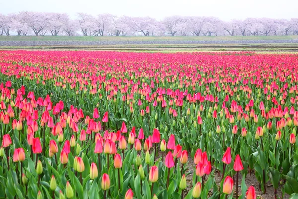 Tulipanes y cerezo —  Fotos de Stock