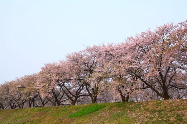 Reihe von Kirschbäumen — Stockfoto