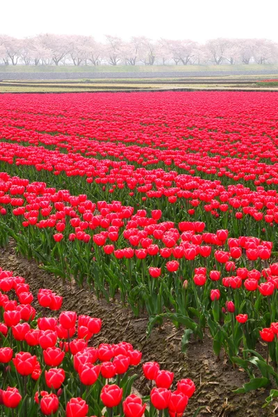 Tulipanes y cerezo —  Fotos de Stock