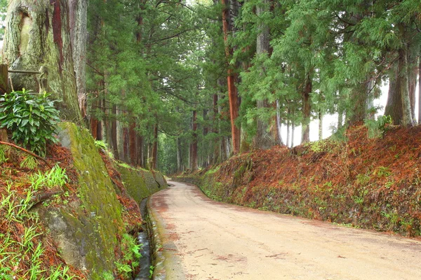 Λεωφόρος κέδρων του nikko — Φωτογραφία Αρχείου