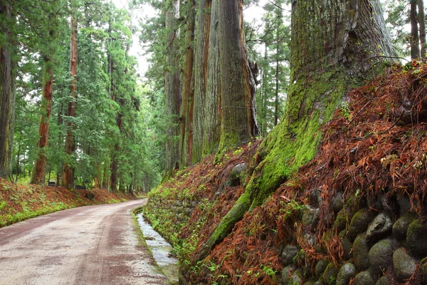 Viale di cedro di Nikko — Foto Stock