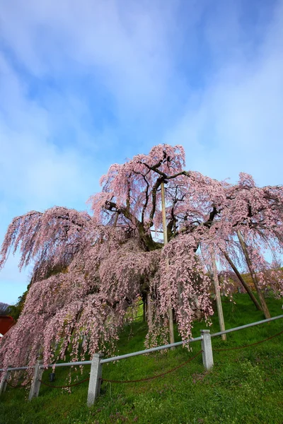 Cherry trees in full blossom — Stock Photo, Image