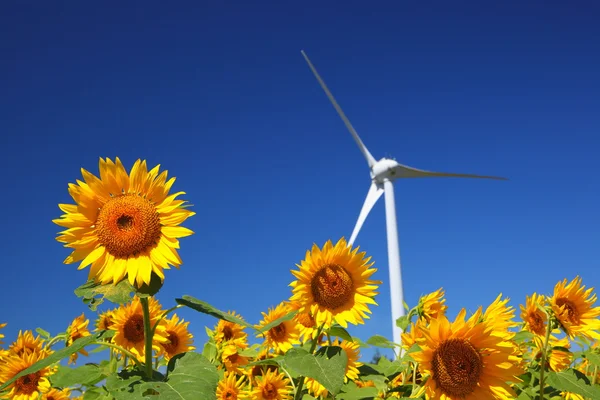 Campo de girasol con molino de viento — Foto de Stock