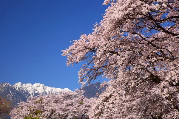 Cherry tree and snowy mountain — Stock Photo, Image