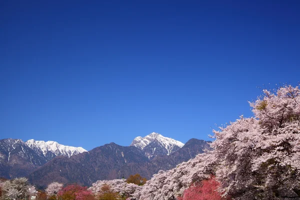 Cherry tree and snowy mountain — Stock Photo, Image