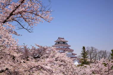 aizuwakamatsu Kalesi ve kiraz çiçeği