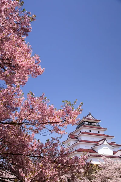 Castillo de Aizuwakamatsu y flor de cerezo — Foto de Stock