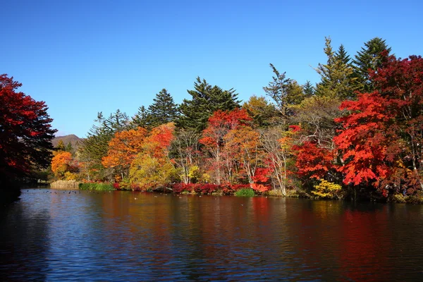 秋の色の池 — ストック写真