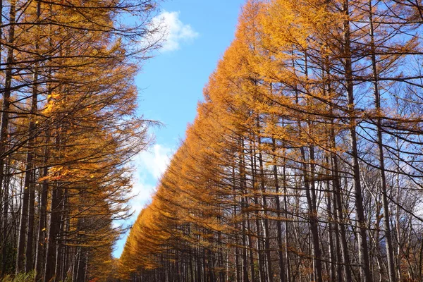 Otoño alerce japonés — Foto de Stock