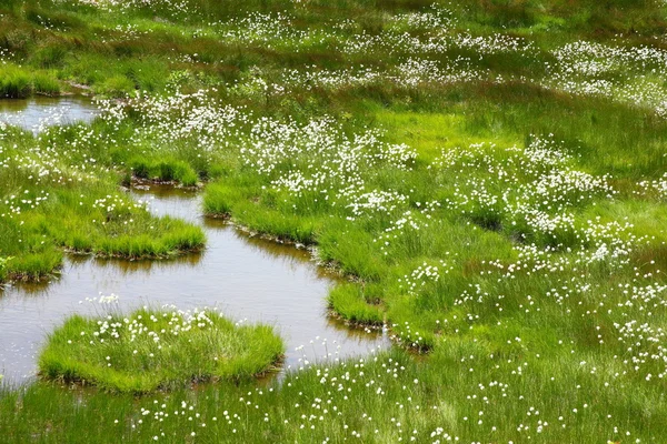 Hierba de algodón —  Fotos de Stock