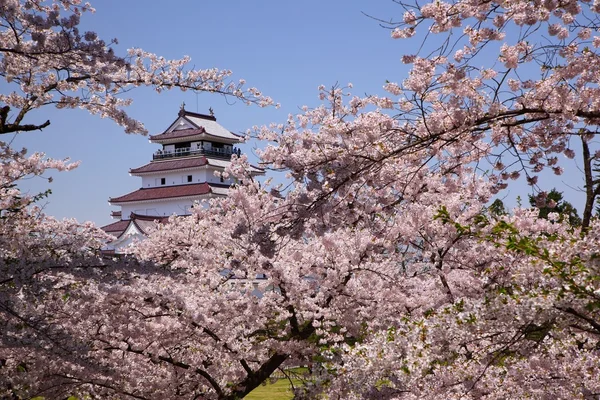 Castillo de Aizuwakamatsu y flor de cerezo —  Fotos de Stock