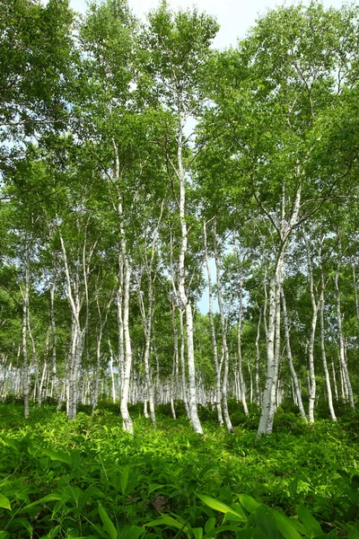 White birch forest — Stock Photo, Image