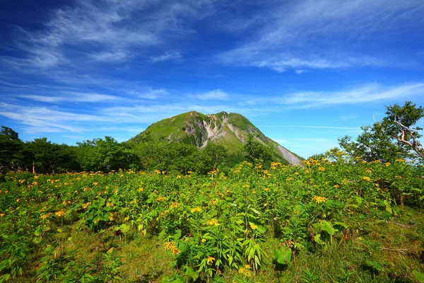 Mountain and yellow flower — Stock Photo, Image