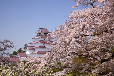 aizuwakamatsu Kalesi ve kiraz çiçeği