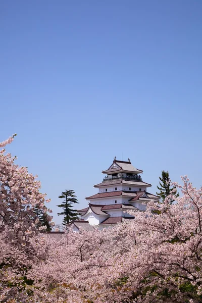 会津若松城と桜の花 — ストック写真