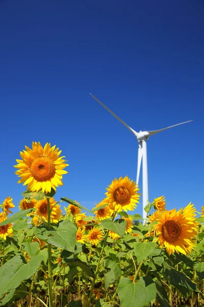 Campo de girassol com moinho de vento — Fotografia de Stock
