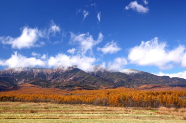 autumun Karaçam ormanı