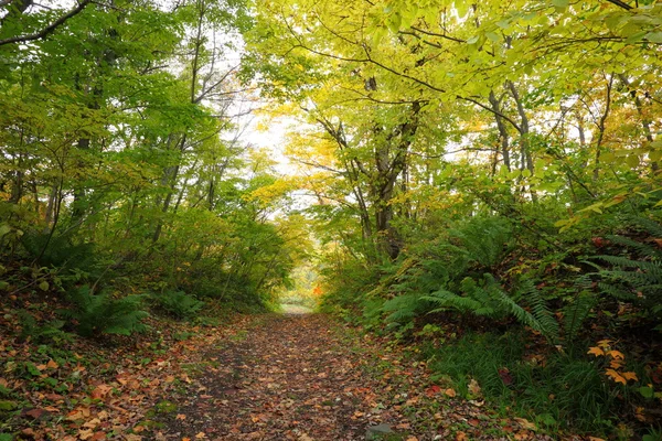 Camino en el bosque de otoño — Foto de Stock