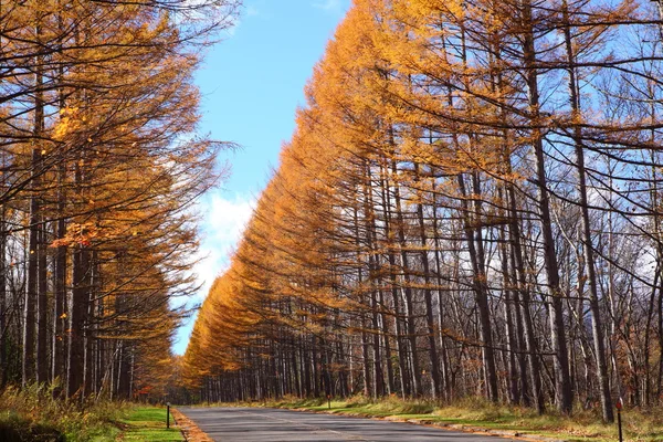 Autumn Japanese larch — Stock Photo, Image