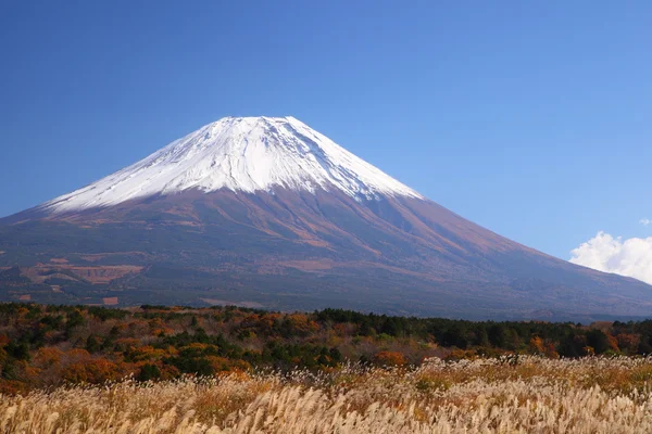 Mt. Fuji con erba d'argento giapponese — Foto Stock