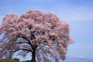 wanitsuka mt.yatsugatake ile hiçbir sakura