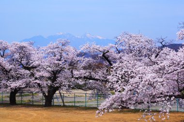 kiraz çiçekleri ve mt.yatsugatake