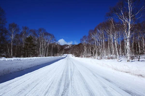 白樺の雪覆われた道路 — ストック写真
