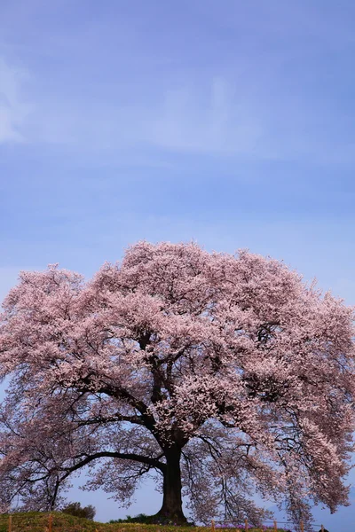 Wanitsuka keinen Sakura — Stockfoto