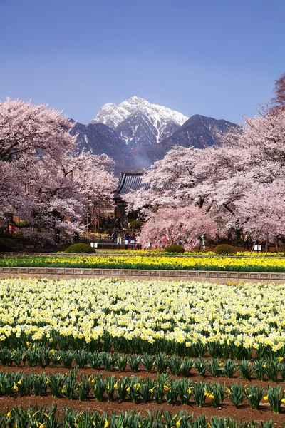 Cherry tree and narcissus field — Stock Photo, Image