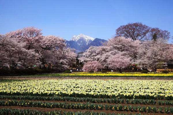 Cherry tree and narcissus field — Stock Photo, Image