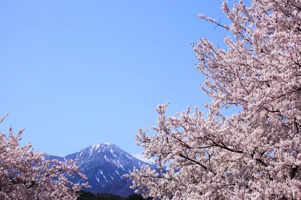 Cherry tree and mountain — Stock Photo, Image