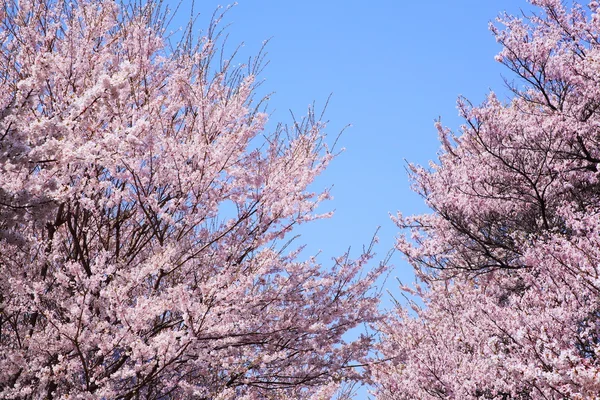 Kirschbaum und blauer Himmel — Stockfoto