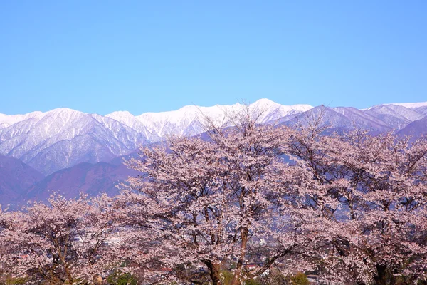 Cherry tree and mountain — Stock Photo, Image