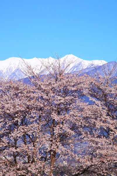 Kiraz ağacı ve dağ — Stok fotoğraf