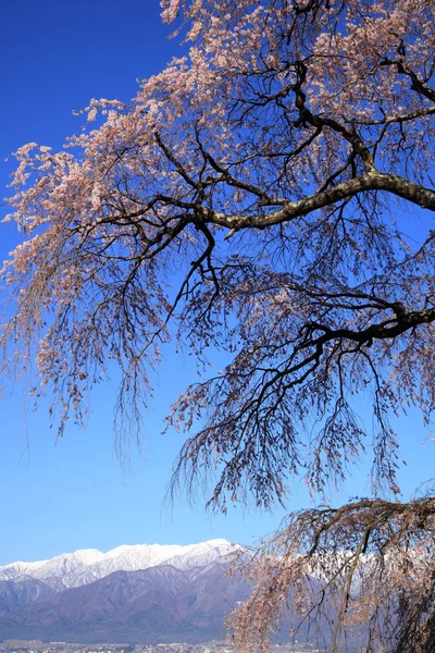 Weeping cherry tree and mountain — Stock Photo, Image