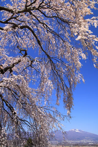 Weeping cherry tree and mountain — Stock Photo, Image