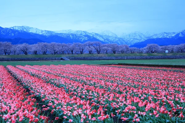 Tulipas e cerejeira ao amanhecer — Fotografia de Stock