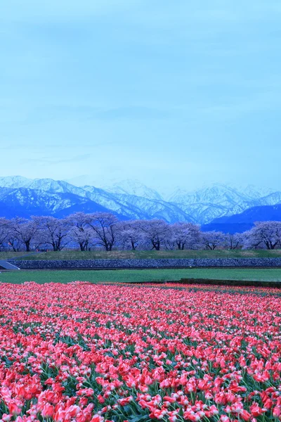 Tulipas e cerejeira ao amanhecer — Fotografia de Stock