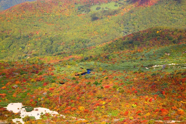 Hojas de otoño — Foto de Stock