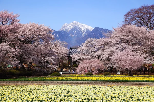 Cherry tree and narcissus field — Stock Photo, Image