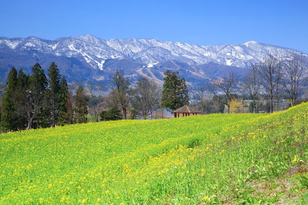 Campo di colza e montagna — Foto Stock