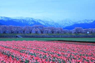 laleler ve Daybreak kiraz ağacı