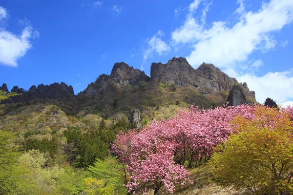 봄에서 산 Myougi — 스톡 사진