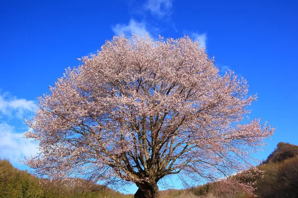 Cerezo y cielo azul — Foto de Stock