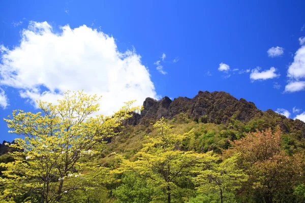 Mountain with fresh green — Stock Photo, Image